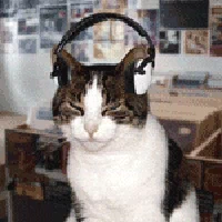 cat gif